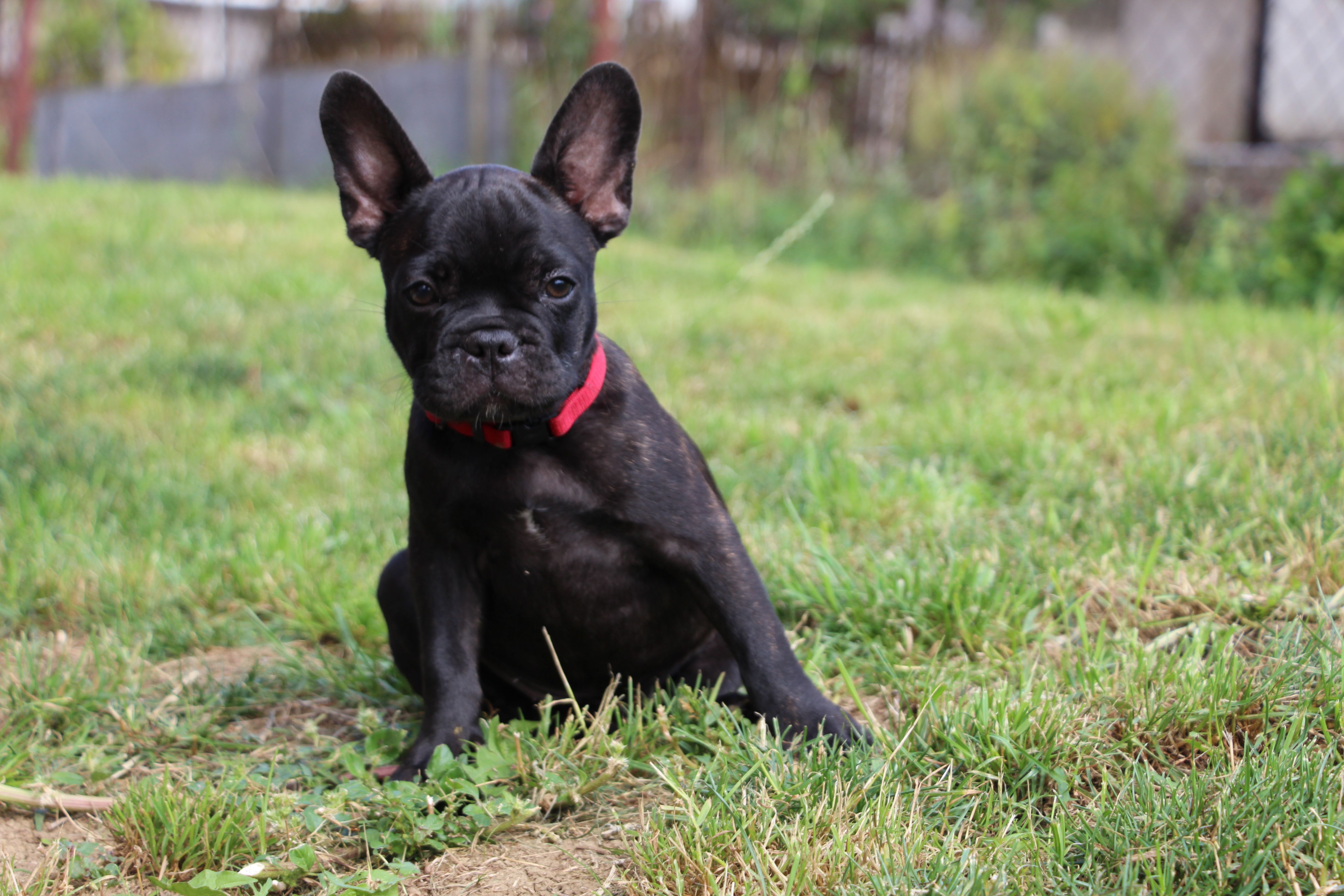 <svg class='red'></svg> <b>Mini Minnie</b> <svg class='red'></svg>